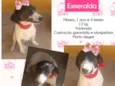 Esmeralda