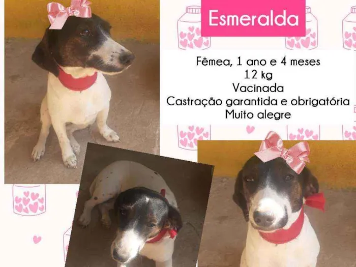 Cachorro raça SRD idade 1 ano nome Esmeralda
