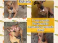 Estrela