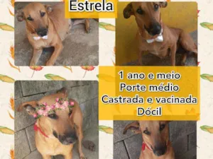 Cachorro raça SRD idade 1 ano nome Estrela