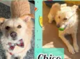 Chico