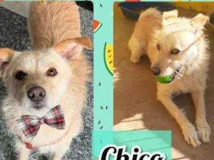 Cachorro raça SRD idade 1 ano nome Chico
