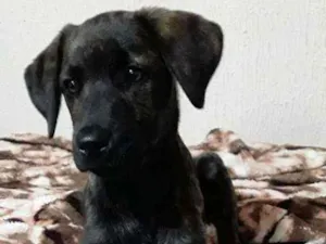 Cachorro raça Labrador  idade 2 a 6 meses nome Cacau 