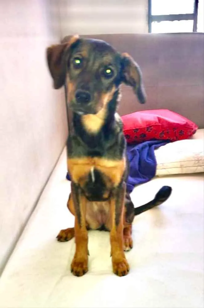 Cachorro ra a Mestiça  idade 2 a 6 meses nome Amora 