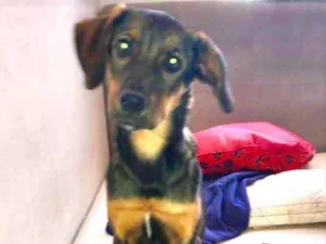 Cachorro raça Mestiça  idade 2 a 6 meses nome Amora 