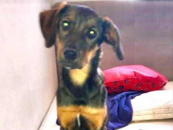Cachorro ra a Mestiça  idade 2 a 6 meses nome Amora 