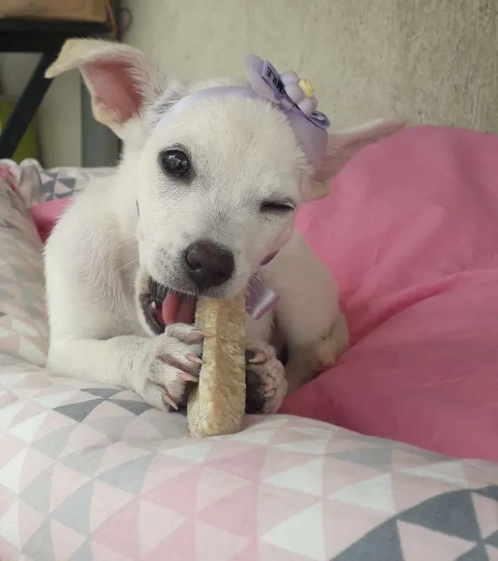 Cachorro ra a srd idade 2 a 6 meses nome Filhotes