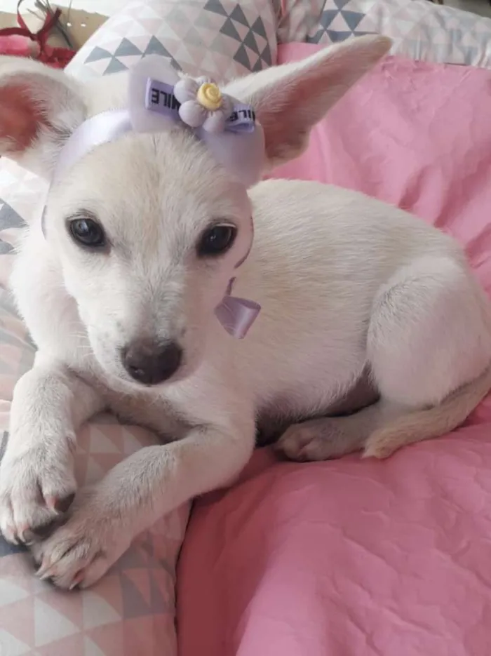 Cachorro ra a srd idade 2 a 6 meses nome Filhotes