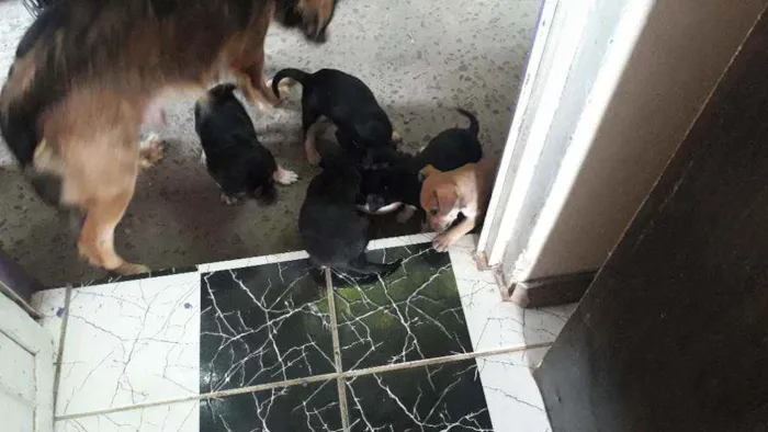 Cachorro ra a Indefinida.lisa idade Abaixo de 2 meses nome Não tem nome.