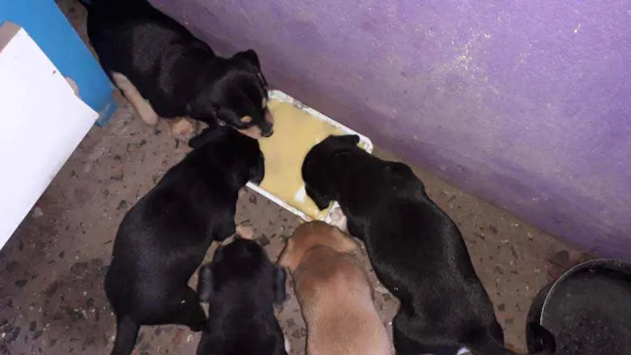 Cachorro ra a Indefinida.lisa idade Abaixo de 2 meses nome Não tem nome.