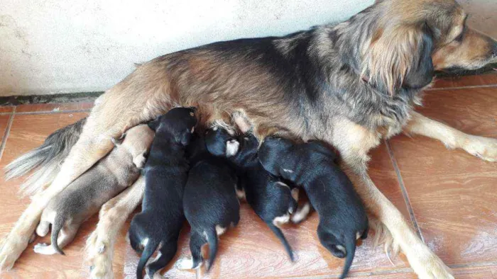 Cachorro ra a Indefinida.lisa idade Abaixo de 2 meses nome Não tem nome.