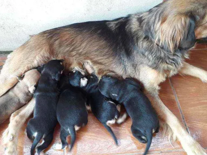 Cachorro ra a Indefinida.lisa idade Abaixo de 2 meses nome Não tem nome.