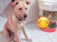 Nala