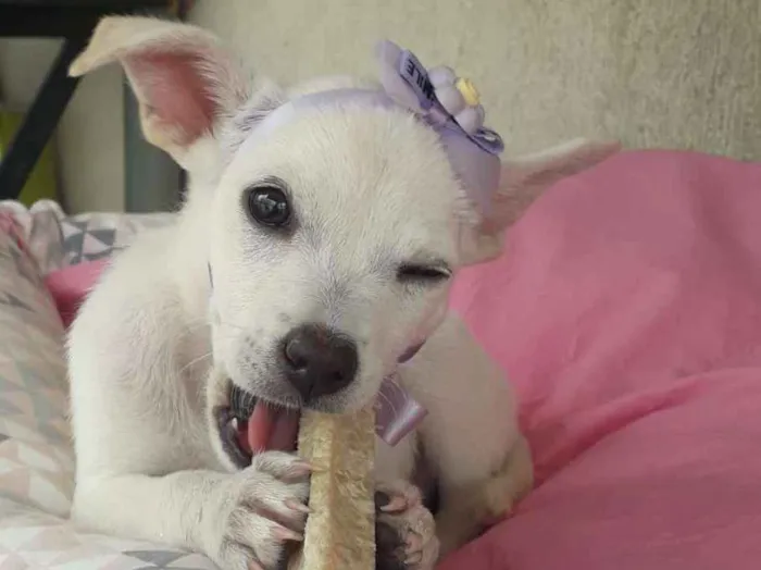 Cachorro ra a srd idade 2 a 6 meses nome Filhotes