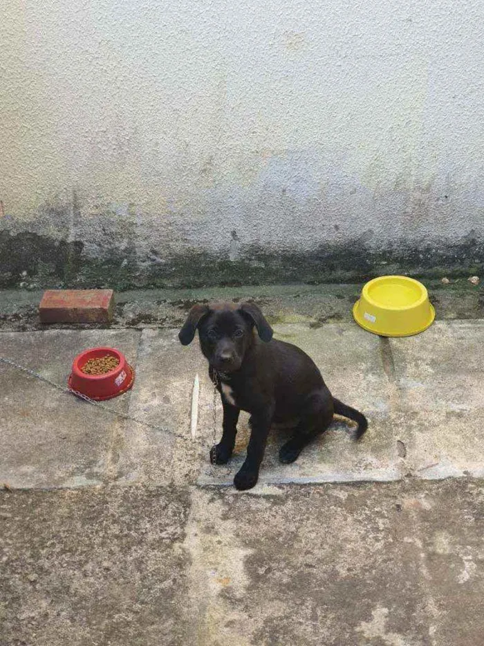 Cachorro ra a Srd idade 2 a 6 meses nome Sem nome