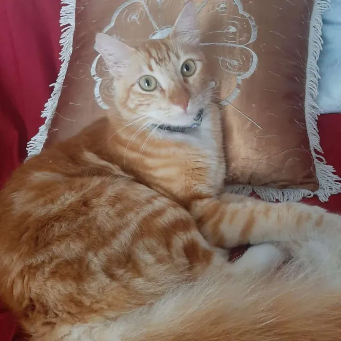 Gato raça  idade 1 ano nome MALELO