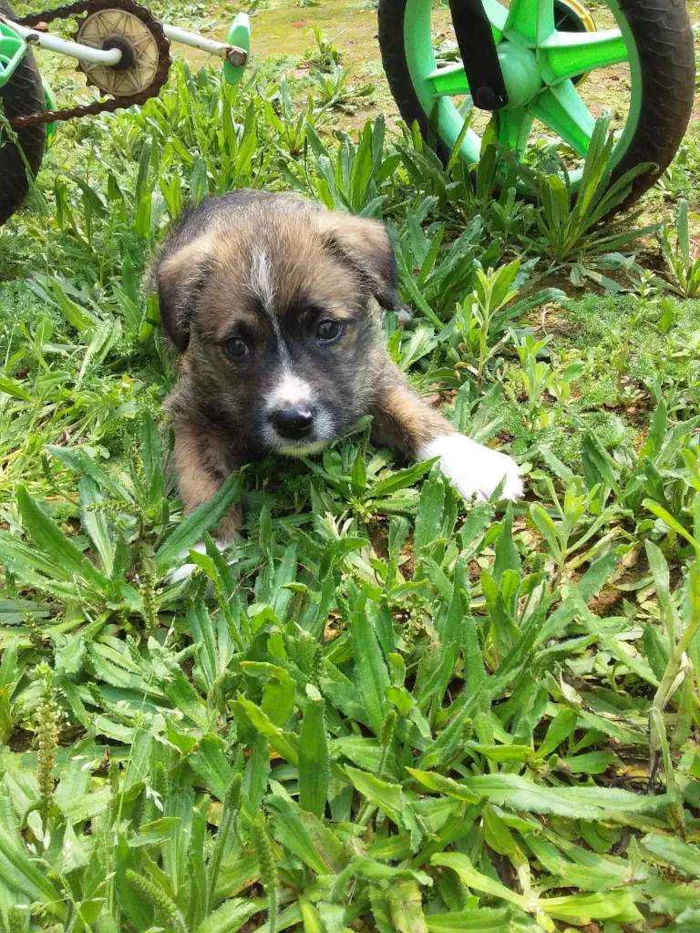 Cachorro raça Sem raça idade Abaixo de 2 meses nome Kiba