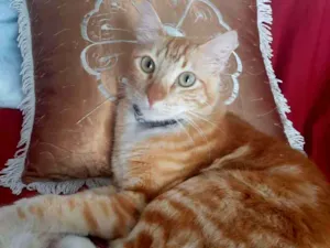 Gato raça  idade 1 ano nome MALELO
