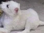 Cachorro raça Srd idade Abaixo de 2 meses nome Lunna
