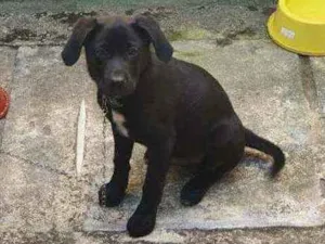 Cachorro raça Srd idade 2 a 6 meses nome Sem nome