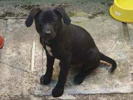 Cachorro ra a Srd idade 2 a 6 meses nome Sem nome