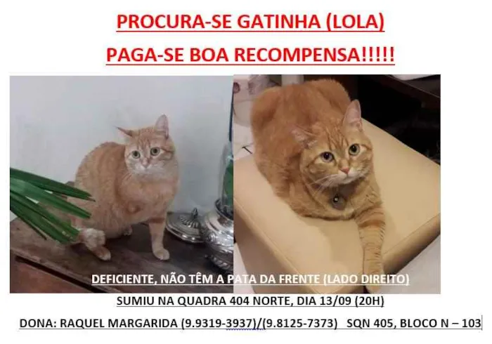 Gato ra a SRD idade 5 anos nome Lola