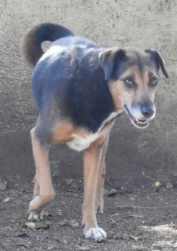 Cachorro ra a SRD-ViraLata idade 6 ou mais anos nome Lira