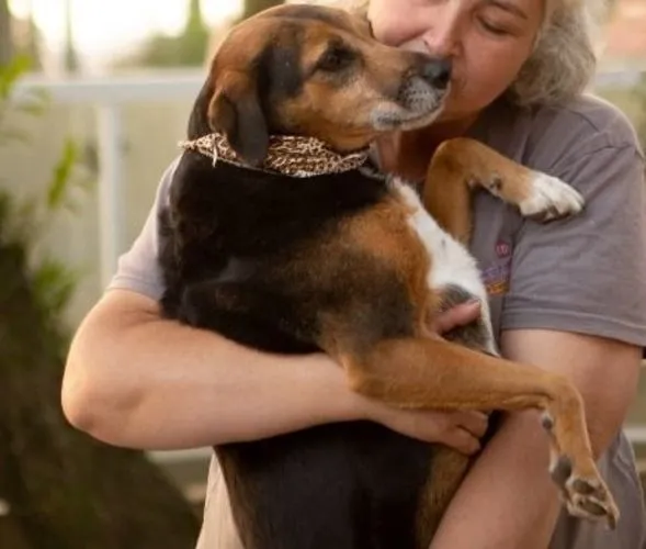 Cachorro ra a SRD-ViraLata idade 6 ou mais anos nome Lira