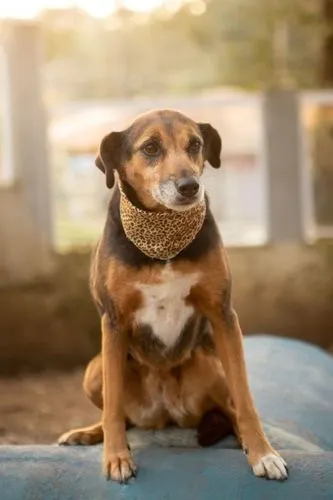 Cachorro ra a SRD-ViraLata idade 6 ou mais anos nome Lira