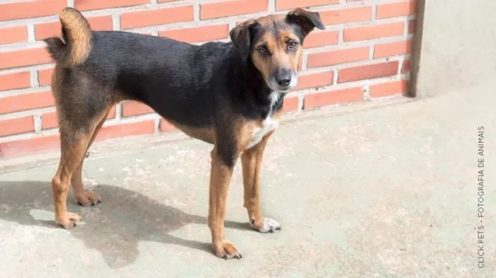 Cachorro ra a SRD-ViraLata idade 6 ou mais anos nome Lira