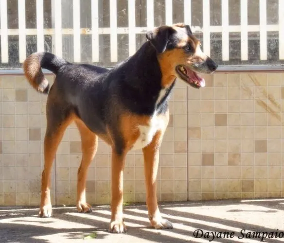 Cachorro ra a SRD-ViraLata idade 6 ou mais anos nome Lira