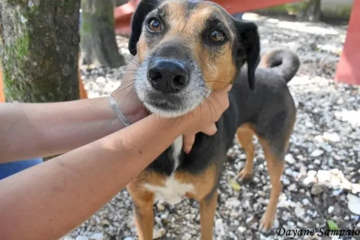 Cachorro ra a SRD-ViraLata idade 6 ou mais anos nome Lira