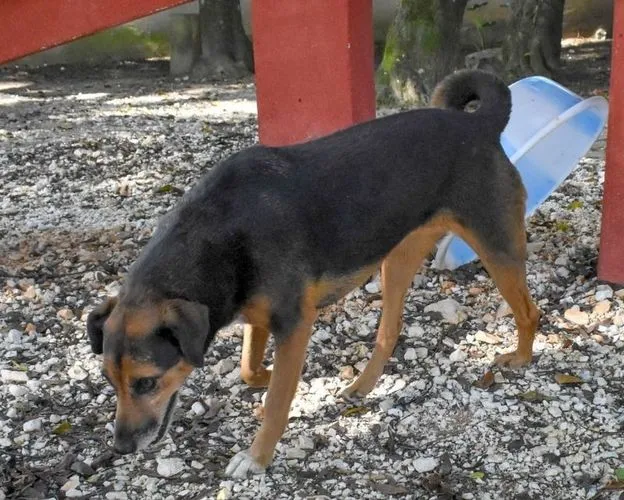 Cachorro ra a SRD-ViraLata idade 6 ou mais anos nome Lira