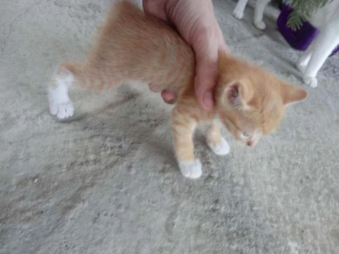 Gato raça  idade Abaixo de 2 meses nome Lindinha