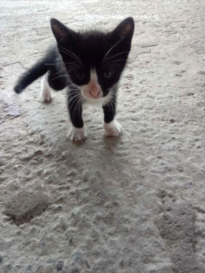 Gato raça  idade Abaixo de 2 meses nome Lindinha