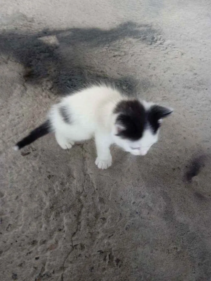 Gato raça  idade Abaixo de 2 meses nome Lindinha
