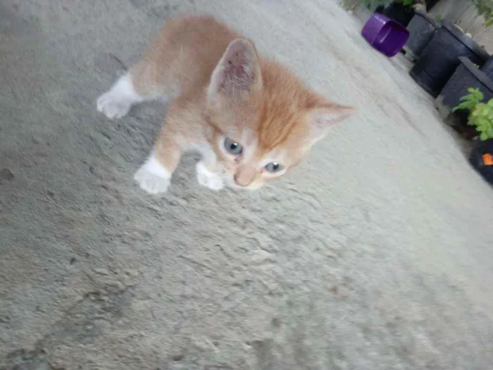 Gato raça  idade Abaixo de 2 meses nome Lindinha