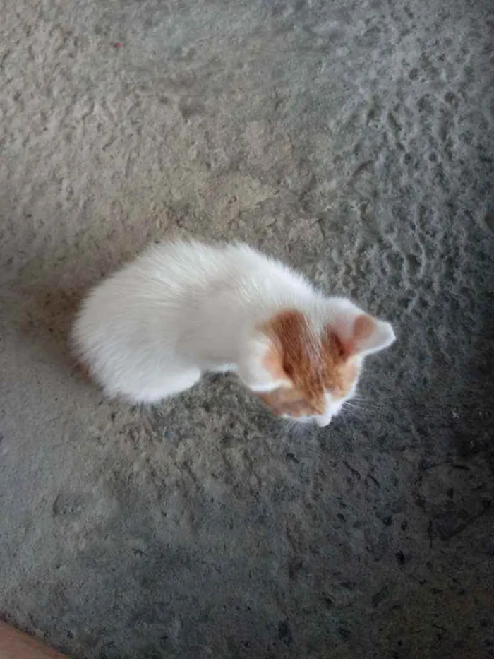 Gato raça  idade Abaixo de 2 meses nome Lindinha