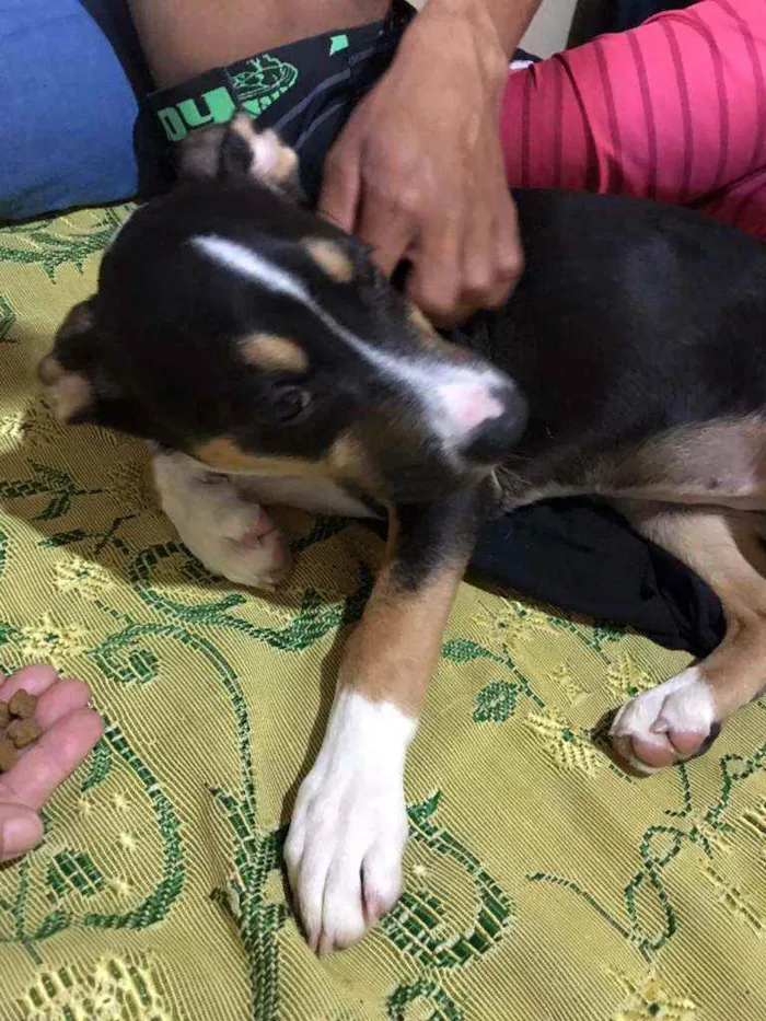 Cachorro ra a SRD idade 2 a 6 meses nome Maya