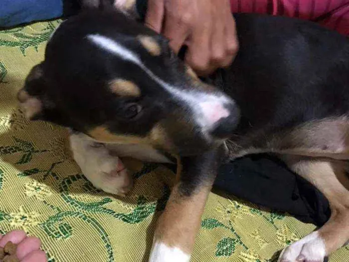 Cachorro ra a SRD idade 2 a 6 meses nome Maya