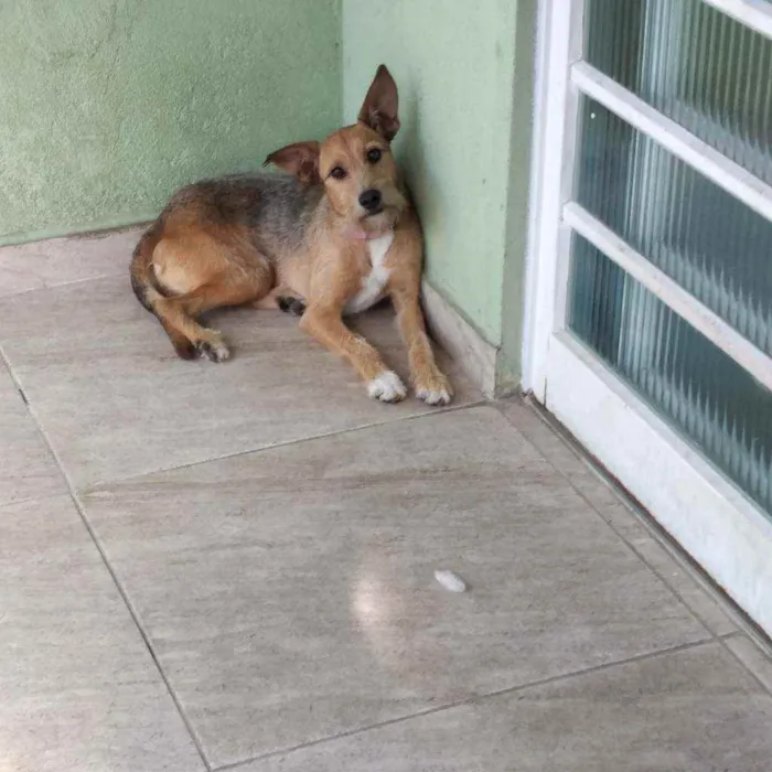 Cachorro ra a Viralata idade 2 anos nome Molly