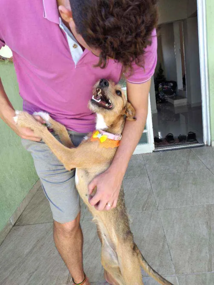 Cachorro ra a Viralata idade 2 anos nome Molly