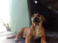 Apolo