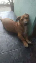 Apolo