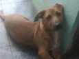 Apolo