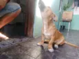 Apolo