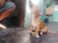Apolo