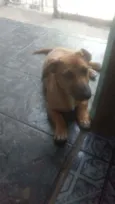 Apolo