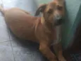 Apolo