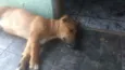 Apolo